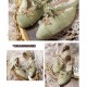 Iris Corolla Zhiyu Chinese Style Shoes(Reservation/6 Colours/Full Payment Without Shipping)
